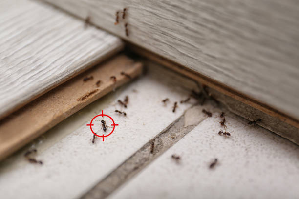 Pest Control Cost in Hunters Creek, FL