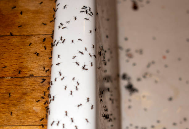 Best Wasp Removal Services  in Hunters Creek, FL