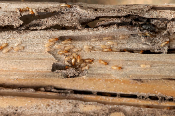 Best Mosquito Control Services  in Hunters Creek, FL